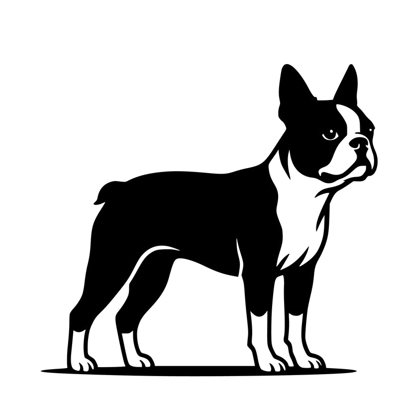 Boston Terrier – Enkelen Motief Sticker